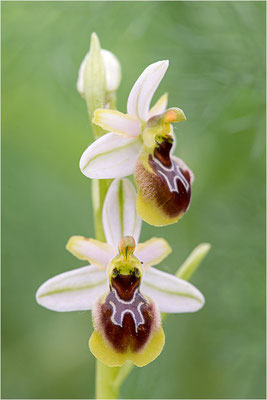 Ophrys splendida, Var