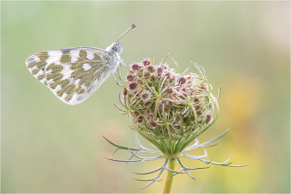 Resedaweißling (Pontia daplidice), Savoie, Frankreich