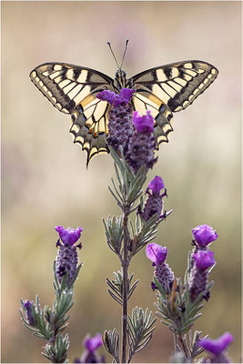 Schwalbenschwanz (Papilio machaon), Frankreich, Dep. Var