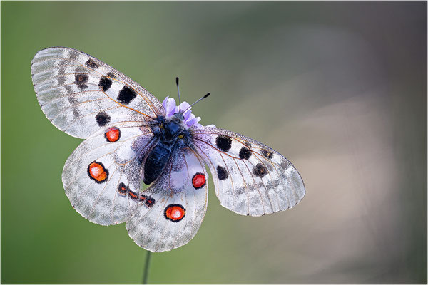 Roter Apollo (Parnassius apollo testoutensis), Frankreich, Dep. Savoie