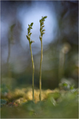 Kriechendes Netzblatt (Goodyera repens), Deutschland, Bayern, Oberfranken