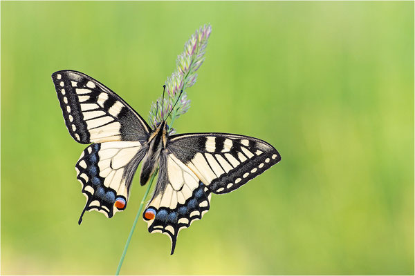 Schwalbenschwanz (Papilio machaon), Deutschland, Baden-Württemberg