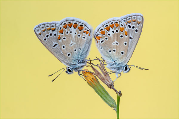 Hauhechel-Bläuling (Polyommatus icarus), Männchen, Spanien, Pyrenäen, Prov. Lleida