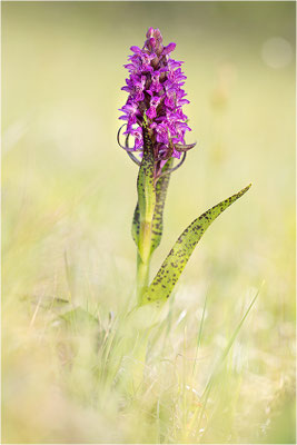 Blurote Fingerwurz (Dactylorhiza cruenta), Schweden, Gotland