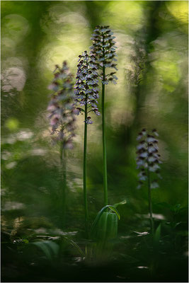 Purpur-Knabenkraut (Orchis purpurea), Deutschland, Baden-Württemberg