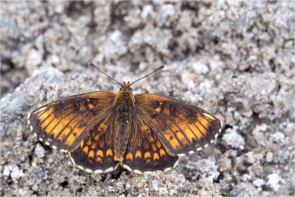 Wachtelweizen-Scheckenfalter (Melitaea athalia), aberrativ gefärbtes Männchen, Italien, Region Aostatal, 1600m