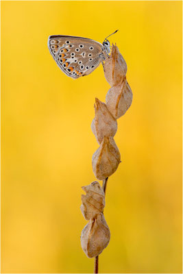 Eschers Bläuling (Polyommatus escheri), Weibchen, Frankreich, Dep. Aveyron