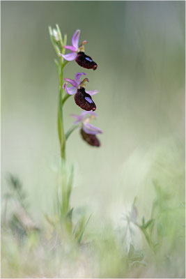 Ophrys aurelia, Var
