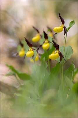Gelber Frauenschuh (Cypripedium calceolus), Schweden, Gotland