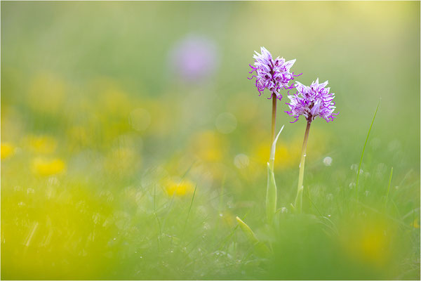 Affen-Knabenkraut (Orchis simia), Frankreich, Isere