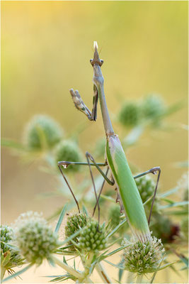 Hauben-Fangschrecke (Empusa pennata), Weibchen, Frankreich, Drôme