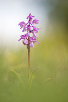 Manns-Knabenkraut (Orchis mascula), Frankreich, Drôme