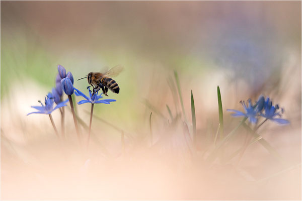 Zweiblättriger Blaustern (Scilla bifolia) und Honigbiene (Apis mellifera), Deutschland, Baden-Württemberg