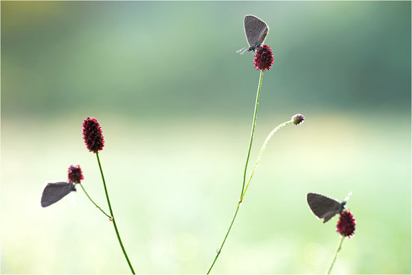 Dunkler Wiesenknopf-Ameisenbläuling (Phengaris nausithous), Deutschland, Baden-Württemberg