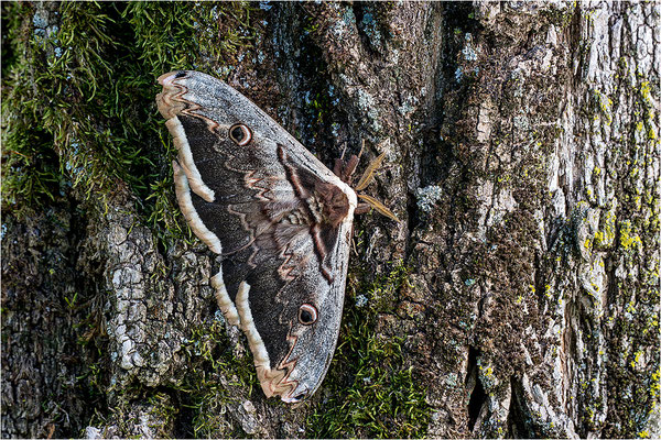 Wiener Nachtpfauenauge (Saturnia pyri), Männchen, Frankreich, Ardèche