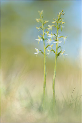 Weiße Waldhyazinthe (Platanthera bifolia), Gotland, Schweden