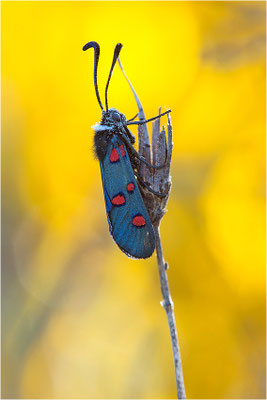 Lavendel-Widderchen (Zygaena lavandulae), Frankreich, Ardèche
