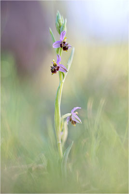 Ophrys scolopax, Plaines-des-Maures, Var