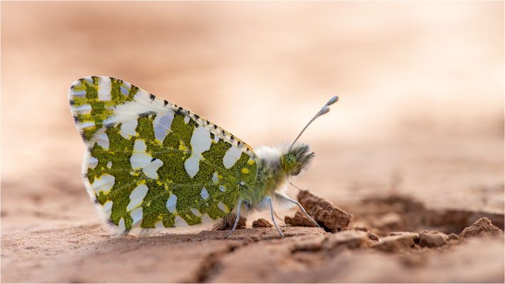 Westlicher Gesprenkelter Weißling (Euchloe crameri), Frankreich, Bouches-du-Rhône
