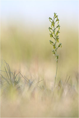 Großes Zweiblatt (Listera ovata), Gotland, Schweden