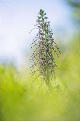 Bocks-Riemenzunge (Himantoglossum hircinum), Alsace, Frankreich