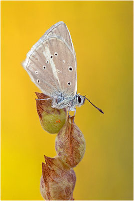 Polyommatus dolus vittatus, Männchen, Frankreich, Dep. Aveyron