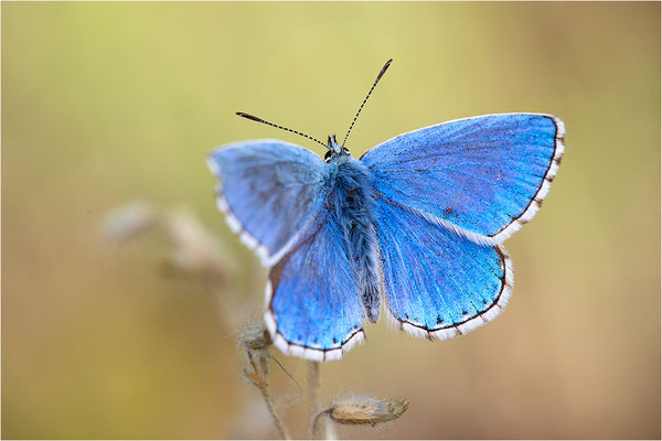 Himmelblauer Bläuling (Polyommatus bellargus), Männchen, Deutschland, Baden-Württemberg