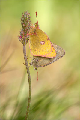 Hufeisenklee-Gelbling/Goldene Acht (Colias alfacariensis/Colias hyale), Paarung, Schweiz, Wallis