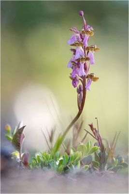 Spitzels Knabenkraut (Orchis spitzelii), Schweden, Gotland
