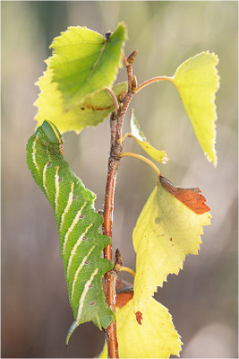 Abendpfauenauge (Smerinthus ocellata)