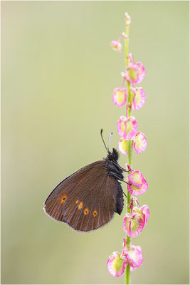 Kleiner Mohrenfalter (Erebia melampus), Italien, Region Aostatal, 2000m