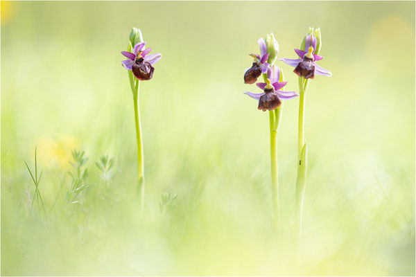 Ophrys aveyronensis