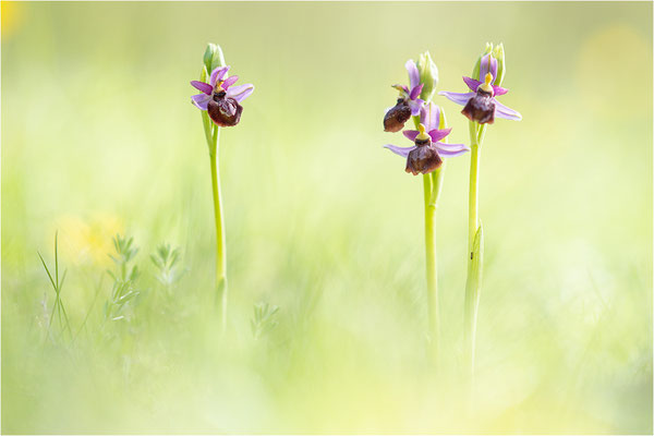 Ophrys aveyronensis
