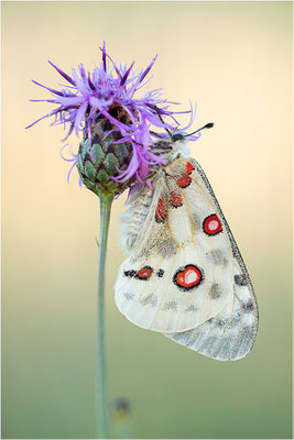 Roter Apollo (Parnassius apollo lithographicus), Deutschland, Oberbayern