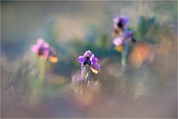 Ophrys tenthredinifera