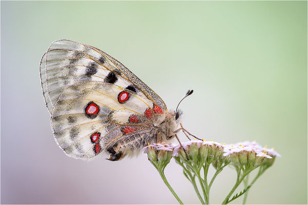 Roter Apollo (Parnassius apollo caloriferus), Schweiz, Kanton Wallis