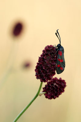 Sechsfleck-Widderchen (Zygaena filipendulae), Deutschland, Baden-Württemberg