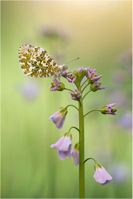 Aurorafalter (Anthocharis cardamines), Weibchen, Deutschland, Baden-Württemberg