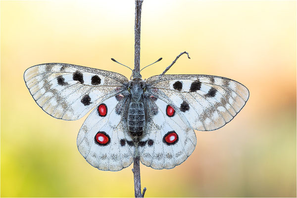 Roter Apollo (Parnassius apollo linnei), Schweden, Gotland
