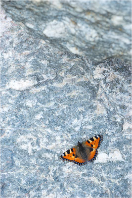 Kleiner Fuchs (Aglais urticae), Italien, Region Aostatal, 2.400m
