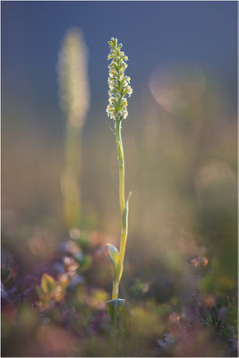 Stroh-Weißzüngel (Pseudorchis straminea), Schweden, Norrbotten