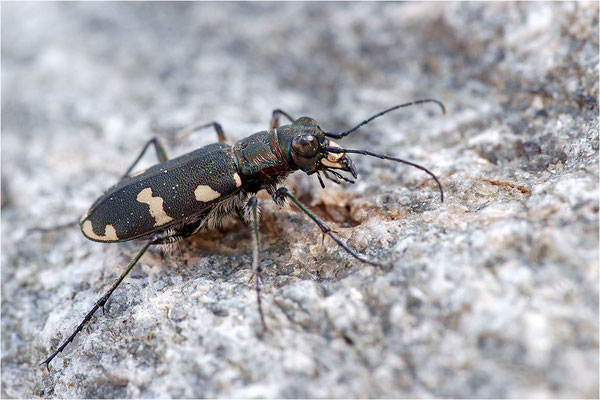 Dünen-Sandlaufkäfer (Cicindela transversalis transversalis), Schweiz, Kanton Bern