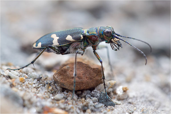 Dünen-Sandlaufkäfer (Cicindela transversalis transversalis), Italien, Region Aostatal, 1600m