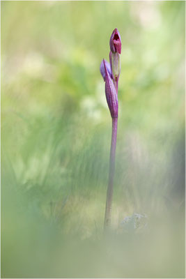 Kleinblütiger Zungenstendel (Serapias parviflora), Korsika