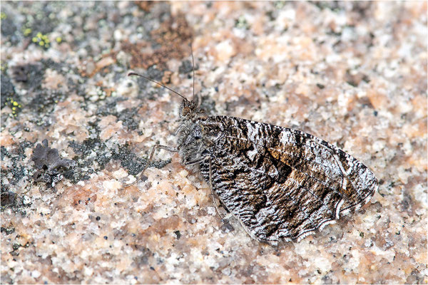 Rostbinde (Hipparchia semele), Schweden, Bohuslän