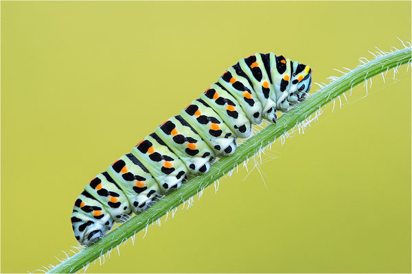 Schwalbenschwanz (Papilio machaon)