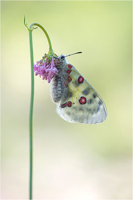 Roter Apollo (Parnassius apollo leovigildus), Frankreich, Dep. Alpes-de-Haute-Provence