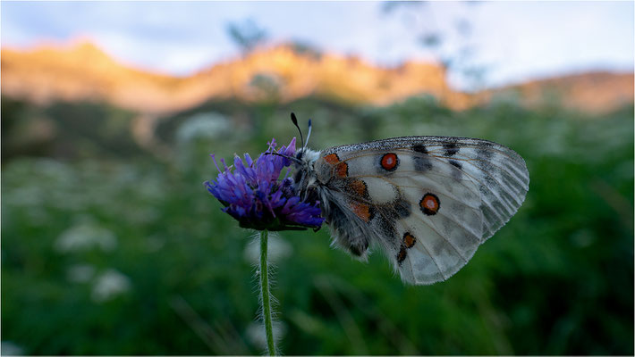 Roter Apollo (Parnassius apollo vercoricus), Frankreich, Dep. Isere
