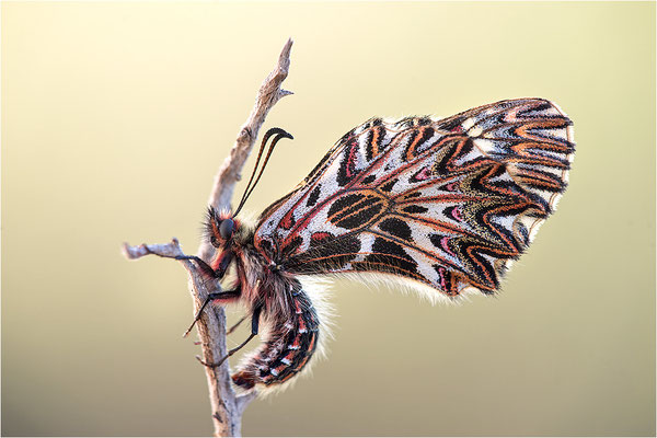 Südlicher Osterluzeifalter (Zerynthia polyxena), Männchen, Frankreich, Ardèche