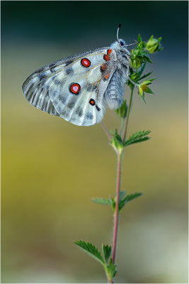 Roter Apollo (Parnassius apollo fennoscandicus), Finnland, Turku